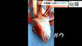 魚なのに鳴く?ヒレが光る?不思議な生態「ホウボウ」とは【仙台うみの杜水族館】 | 宮城のニュース│tbc NEWS│tbc東北放送