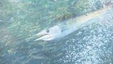 水族館で見られるのは世界でここだけ!角のような長ーい上あごの“バショウカジキ”|TBS NEWS DIG
