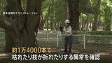 都内の樹木80万本を緊急点検 1万4000本に枝が折れたりするなどの異常 小池百合子都知事 「スピード感をもって植え替え進める」|TBS NEWS DIG
