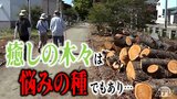遊歩道の“癒しの木々”は“悩みの種”でもあり…『文芸のこみち』の樹木伐採 大事故につながりかねない“きっかけ”があった「本当に寂しい」でも「本当に困る…」 | 青森のニュース│ATV NEWS│青森テレビ