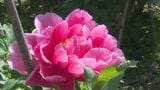 里山を彩る色とりどりの花 石川・小松市でボタン見ごろ|TBS NEWS DIG