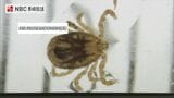 マダニによる感染症 1999年以降最多ペースで増加【長崎】 | 長崎のニュース | 天気 | NBC長崎放送