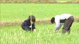 「おおむね順調に生育」イネの一斉調査29か所の水田で実施 宮城|TBS NEWS DIG