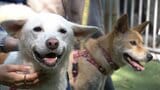 岡山市が保護した野犬を一般家庭などに譲渡する活動費のクラウドファンディング　5年間で136頭を譲渡|TBS NEWS DIG
