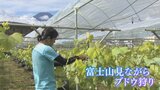 「目の前に富士山が見える所でブドウ狩りを」 富士北麓でシャンマスカットの栽培に挑戦|TBS NEWS DIG
