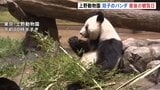 もうすぐさよなら　上野動物園の「双子パンダ」最後の観覧日　抽選倍率は24.6倍　国内は54年ぶりにパンダ不在へ|TBS NEWS DIG