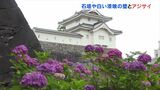 石垣や白い漆喰の壁と色とりどりのアジサイ　舞鶴城公園で見頃　|　山梨のニュース | ＵＴＹテレビ山梨