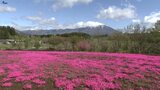 濃いピンクのじゅうたん~ゴールデンウィークに5万株のシバザクラ見頃 岩手・雫石町|TBS NEWS DIG