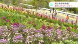 「来てまだ10分しかたってないけど30枚くらい写真を撮った」まさに花盛り！春のフラワーショー　高知県立牧野植物園は観光客で大賑わい|TBS NEWS DIG