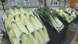 「キャベツは高くてもう買えない」1玉500円超、白菜も…家計直撃、今後の見通しは? | 福島のニュース│TUF