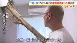 【間一髪】家の屋根突き破り倒木がベッドに直撃、就寝中の男性のすぐ脇に刺さる　「もうちょっとずれていたら本当にやばかった」 緊迫の瞬間語る　幸いケガなし　 強風影響の可能性も　和歌山・白浜町 |TBS NEWS DIG