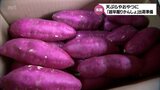 「超早掘りかんしょ」串間市で出荷に向け収穫と箱詰めなど準備作業始まる　|　MRTニュース ｜ ＭＲＴ宮崎放送