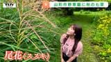 一足早く秋の訪れ！山形市の野草園でオミナエシやキキョウなど「秋の七草」が見ごろ　満開のキバナコスモスも|TBS NEWS DIG