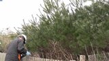 植樹した高田松原の松を守れ NPO法人が蔓延する植物の「クズ」退治活動 岩手・陸前高田市|TBS NEWS DIG