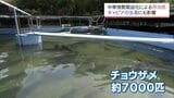高級食材キャビアの生産に中東情勢の影 電気代とエサ代が高騰し「今から厳しくなる」と懸念　|　MRTニュース ｜ ＭＲＴ宮崎放送