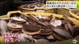 「感謝している」陸奥湾全体でのホタテ産業の再生に向けて　高水温で大量死の被害が比較的少なかった陸奥湾西側の「外ヶ浜漁協」から東側の「野辺地町漁協」に半成貝約30トン提供「そのまま大きくなってくれればいい」　|　青森のニュース│ATV NEWS│青森テレビ