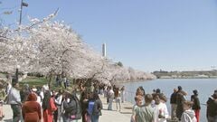 ワシントンの桜が満開　アメリカ建国250周年に日本から新たに贈られた250本の桜もまもなく仲間入り| TBS CROSS DIG with Bloomberg