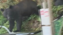 クマが水槽壊し川魚を100匹~200匹も「味を占めた」でも“駆除できない”理由|TBS NEWS DIG