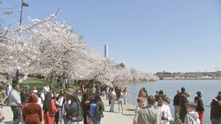 ワシントンの桜が満開　アメリカ建国250周年に日本から新たに贈られた250本の桜もまもなく仲間入り| TBS CROSS DIG with Bloomberg