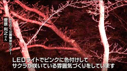 桜夜 一本桜③深夜編｜wkn