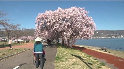 諏訪湖畔に新たな桜の名所が登場！赤砂崎公園はサクラが満開…湖面の先
