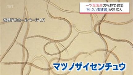 切り札の「抵抗性マツ」も枯れる 深刻化する松くい虫被害の実態