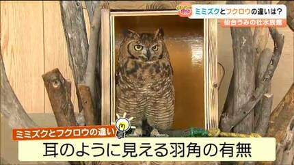 フクロウとミミズクの違いってなに 水族館の入口で「アフリカ
