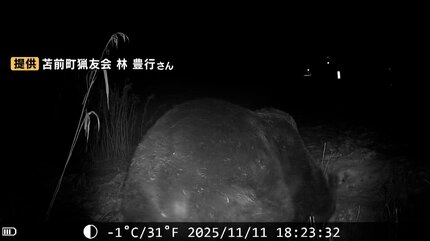 【現地球／発根済】小さな巨人/バオバブフォーム ピグマエア ヒグマ速報】カメラが捉えた…400キロ超の巨大ヒグマか シカ肉ねらい300