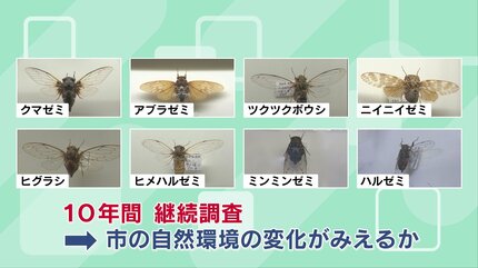 9月1日、アブラゼミが“鳴き止んだ” 熊本市のセミ調査で環境変化が