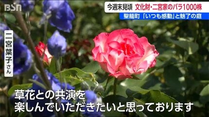 30年に渡って丹精込めた数百種 1000株以上を一般公開『二宮家バラ園