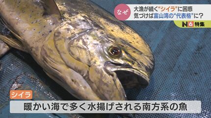さかな！ 島見浜突堤でフラットフィッシュ狙い。40cmのマゴチをゲット！ライト