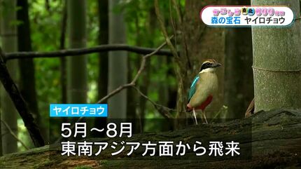 幻の野鳥「ヤイロチョウ」紫尾山系の森で発見 鹿児島【かごしま南北600