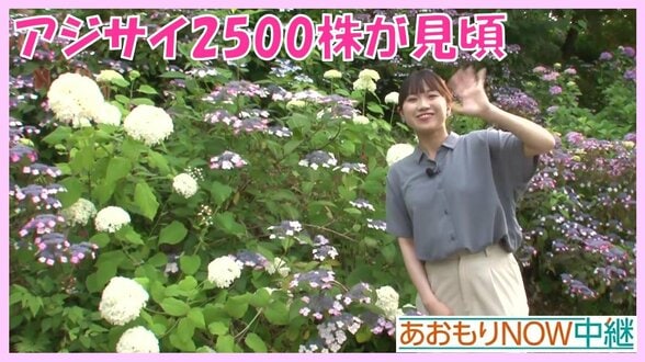 2500株の紫陽花（アジサイ）今が見頃！弘前・大仏公園へ　なぜ『白』がある？土壌と色の不思議な関係【わっち!!NOW中継】　|　青森のニュース│ATV NEWS│青森テレビ