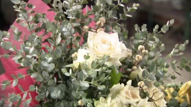 全国有数の産地・松山市のグニーユーカリが出荷最盛期 高品質維持し昨シーズン超え130万本の出荷へ、クリスマス需要高まる 愛媛・松山市|TBS NEWS DIG