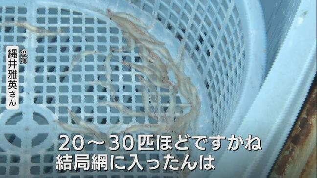 漁師の願い届かず…新湊シロエビ漁 再開初日でまさかの不漁!再び休漁へ 富山|TBS NEWS DIG