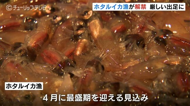 富山湾の神秘 ホタルイカ漁が解禁 過去最高の浜値を記録 網には大量のイワシ 富山・滑川|TBS NEWS DIG