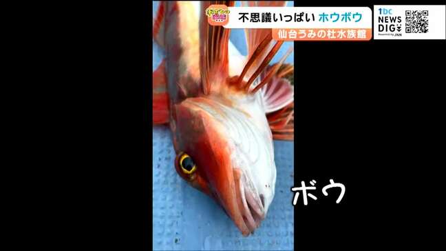 魚なのに鳴く?ヒレが光る?不思議な生態「ホウボウ」とは【仙台うみの杜水族館】|TBS NEWS DIG
