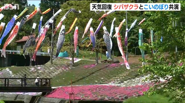 シバザクラとこいのぼりが共演　大雪の影響で開花は例年より2週間ほど遅れ 見ごろは18日ごろまで　新潟・上越市|TBS NEWS DIG