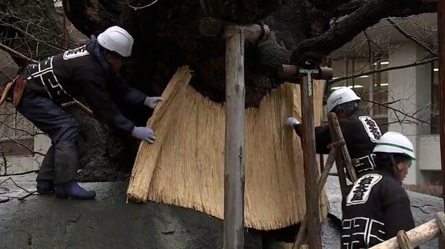 国の天然記念物「石割桜」を守る雪囲い　庭師が来春の花に願い込めて施す　盛岡市|TBS NEWS DIG