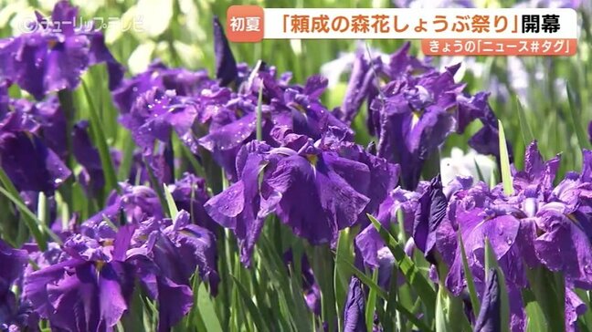 花しょうぶ祭り始まる 600品種70万株がお出迎え 富山・砺波市の初夏の風物詩 |TBS NEWS DIG