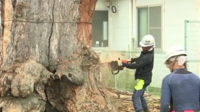 「お別れが寂しくて」小学校のユーカリ伐採 重さ約10トン、直径は2m超え 市の天然記念物に指定も、枯れていることが判明し… 愛媛県・今治市|TBS NEWS DIG
