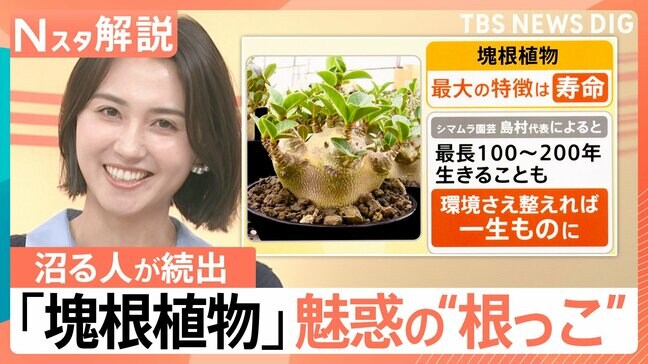 「塊根植物」にハマる人が続出　“根っこ”が主役？最長200年生きる“唯一無二”の魅力とは【Nスタ解説】|TBS NEWS DIG