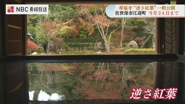 「逆さ紅葉」佐世保市の寿福寺 水面に映したような紅葉の美しさ|TBS NEWS DIG
