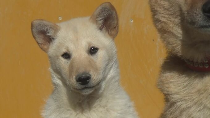 犬・猫の「アジサイ」誤食に注意…死に至るおそれも　「ユリ」「ツツジ」「フジ」にも注意　|　BSSニュース | BSS山陰放送