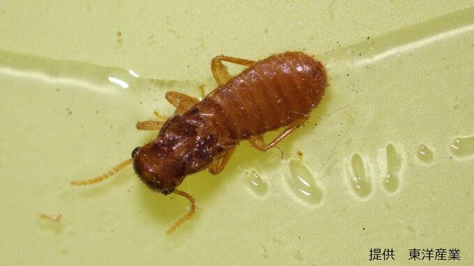 梅雨が明けたらイエシロアリに要注意　約100万匹の大きな巣　水を運ぶのが得意で屋根まで勢力拡大！|TBS NEWS DIG
