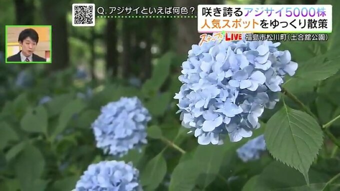 「一面の青の花畑」40種類5000株のアジサイ見頃　福島市松川町の土合舘公園、青いアジサイ多い理由は…　|　福島のニュース│TUF