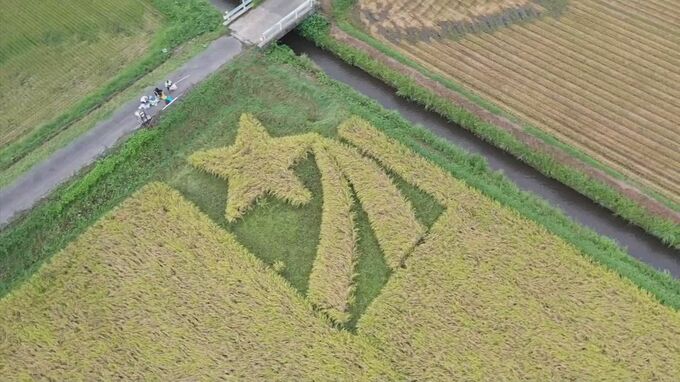 星形の田んぼで「星空舞」の稲刈り　県産ブランド米誕生５年記念して　鳥取県・鳥取市　|　BSSニュース | BSS山陰放送