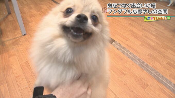 命をつなぐ”ワンダフル”な癒しの空間　個性豊かな保護犬のぬくもりを感じられるカフェ【わがまちLink41】|TBS NEWS DIG