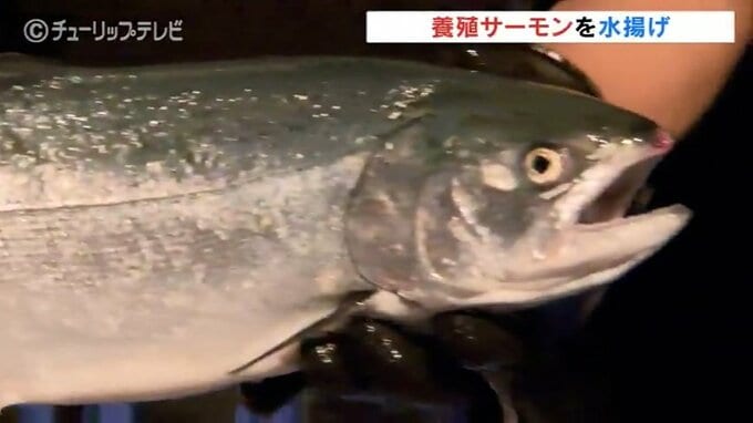 富山湾のサーモン「 氷見のギンザケ」水揚げシーズン　養殖3年目であぶらののりも最高！ 　|　富山のニュース｜天気・防災｜チューリップテレビ