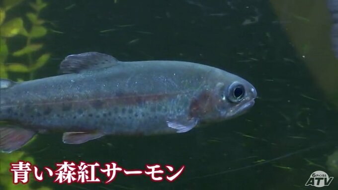 新学期に合わせ“魚の成長”をテーマにした企画展　「青い森紅サーモンもこんなに大きくなりました」　八戸市|TBS NEWS DIG